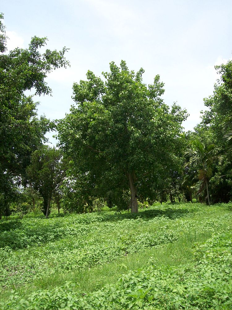 ficus-religiosa-bodhi-tree-bo-tree-fig-peepul-pipal-sacred-fig-bo-tree