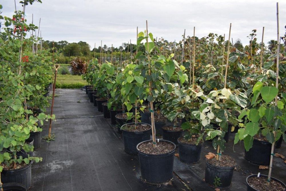 ficus-religiosa-bodhi-tree-bo-tree-fig-peepul-pipal-sacred-fig-bo-tree