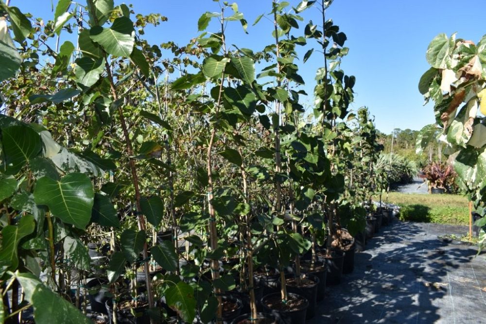 ficus-religiosa-bodhi-tree-bo-tree-fig-peepul-pipal-sacred-fig-bo-tree