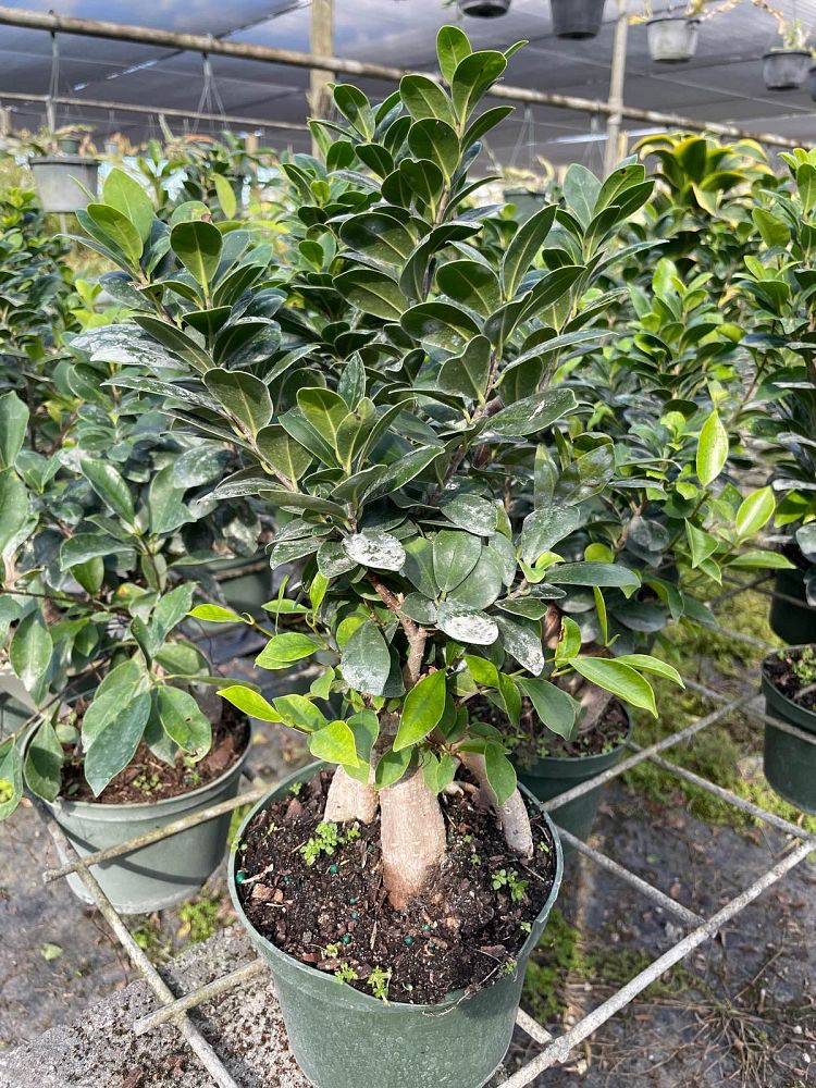 ficus-retusa-ginseng-ficus
