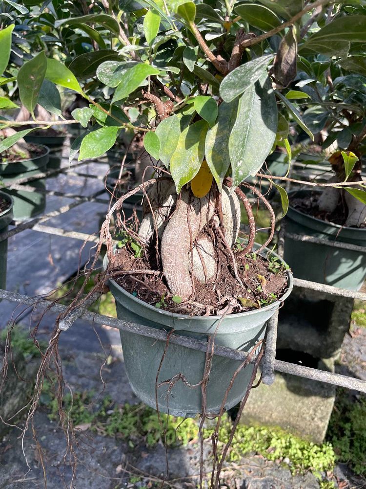 ficus-retusa-ginseng-ficus