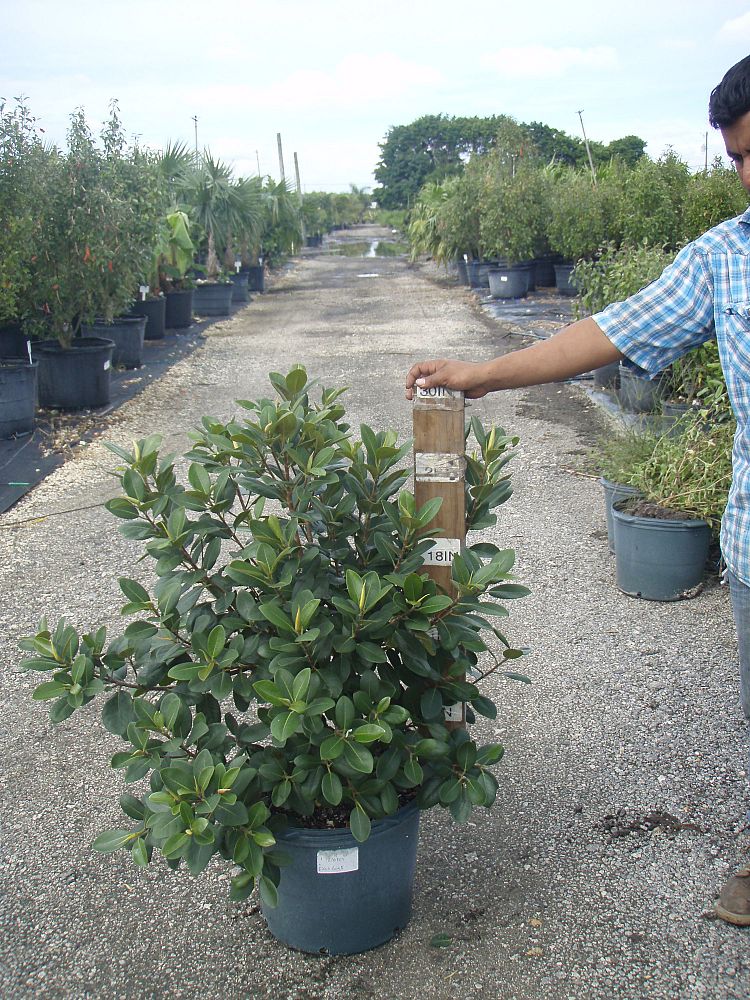ficus-rubiginosa-florida