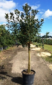 ficus-rubiginosa-florida