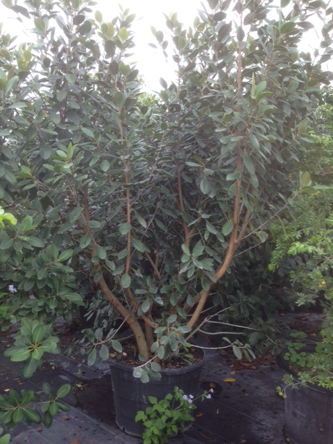 ficus-rubiginosa-florida