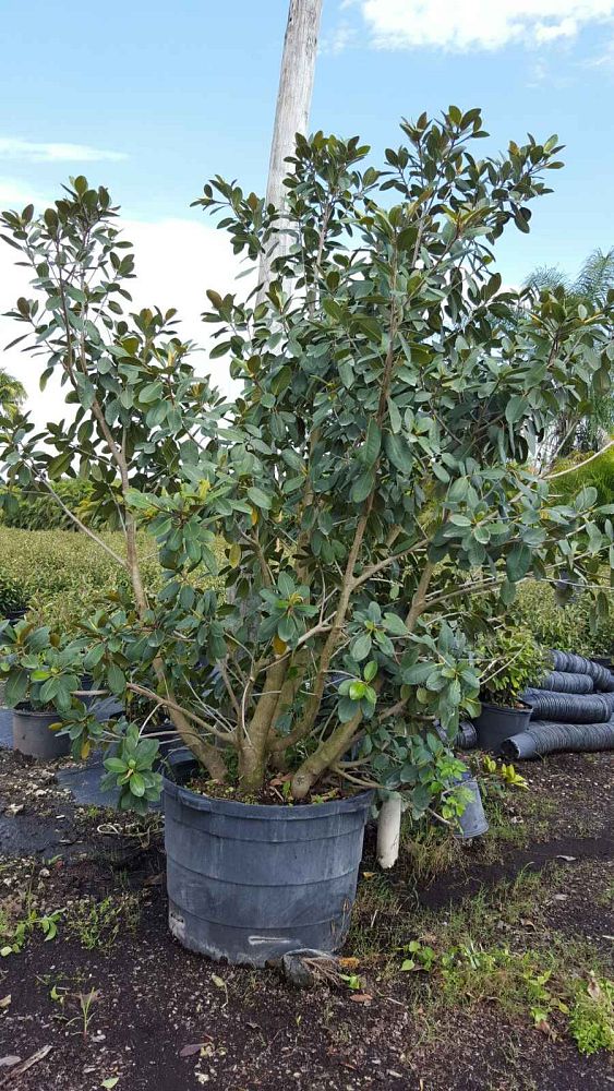 ficus-rubiginosa-florida