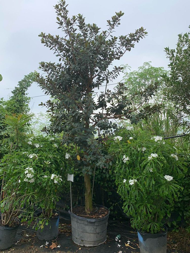 ficus-rubiginosa-florida