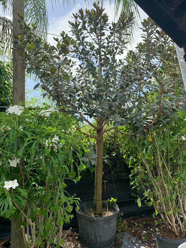 ficus-rubiginosa-florida