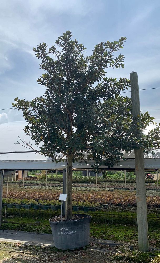 ficus-rubiginosa-florida