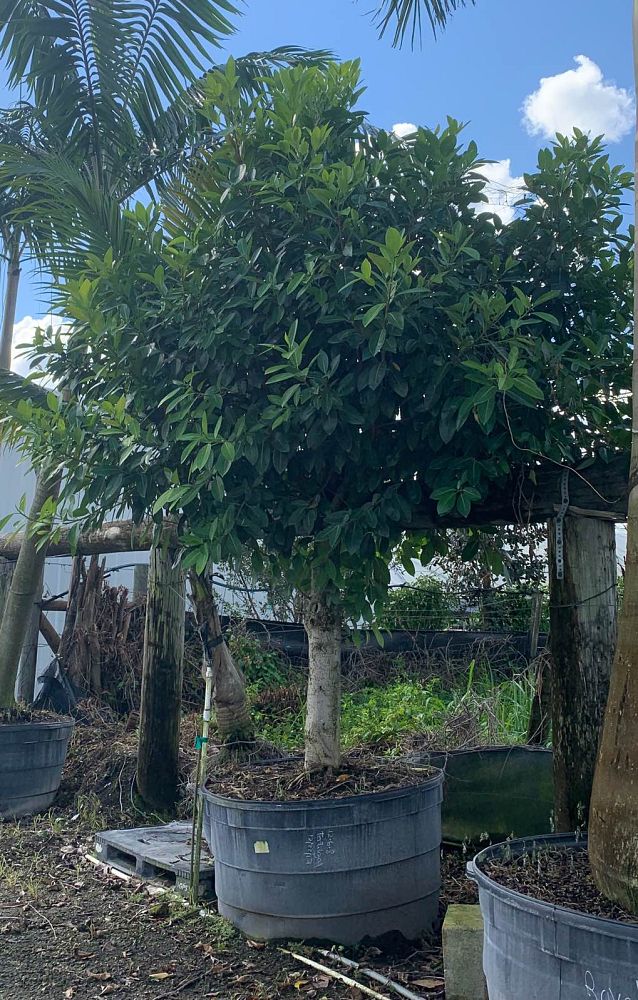 ficus-rubiginosa-florida