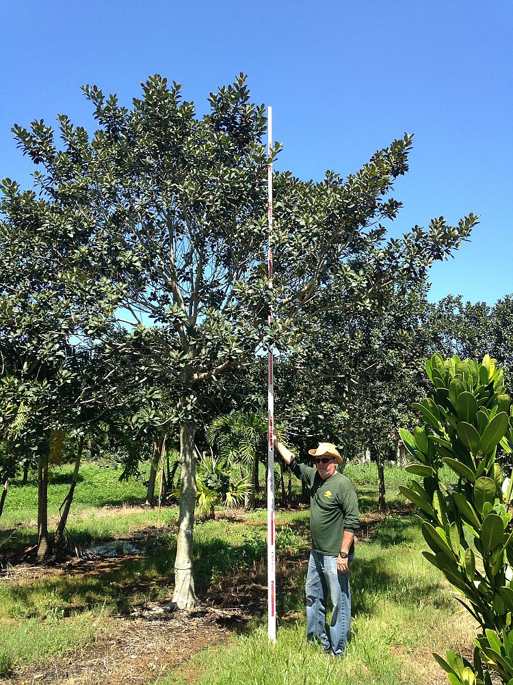 ficus-rubiginosa-little-leaf-fig-rusty-fig-port-jackson-fig