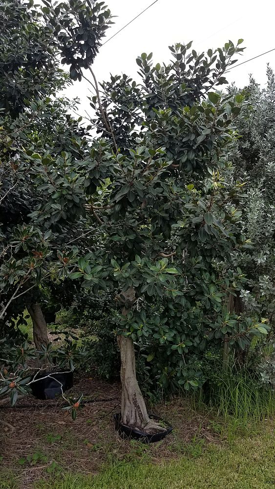 ficus-rubiginosa-little-leaf-fig-rusty-fig-port-jackson-fig