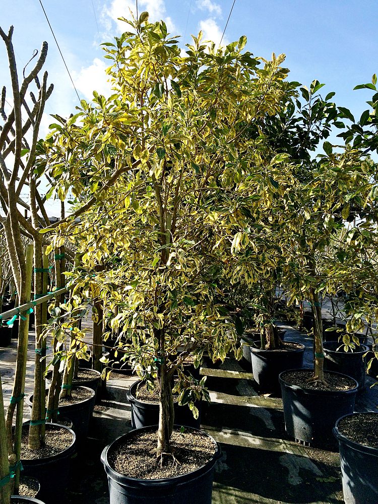ficus-rubiginosa-little-leaf-fig-rusty-fig-port-jackson-fig