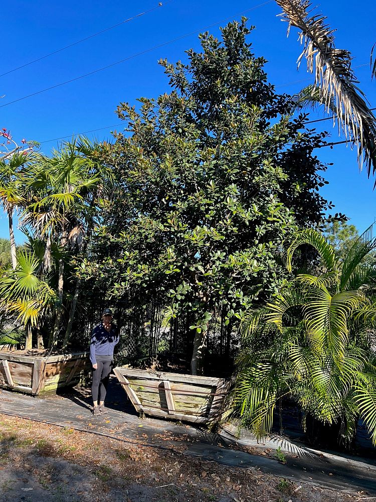 ficus-rubiginosa-little-leaf-fig-rusty-fig-port-jackson-fig