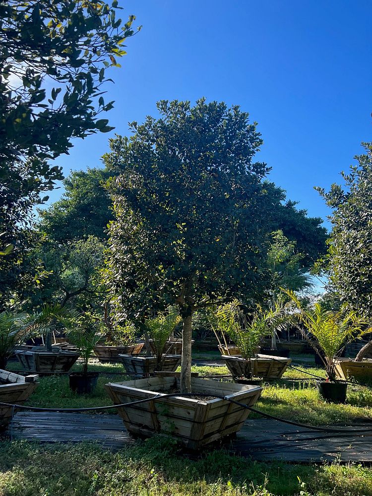 ficus-rubiginosa-little-leaf-fig-rusty-fig-port-jackson-fig