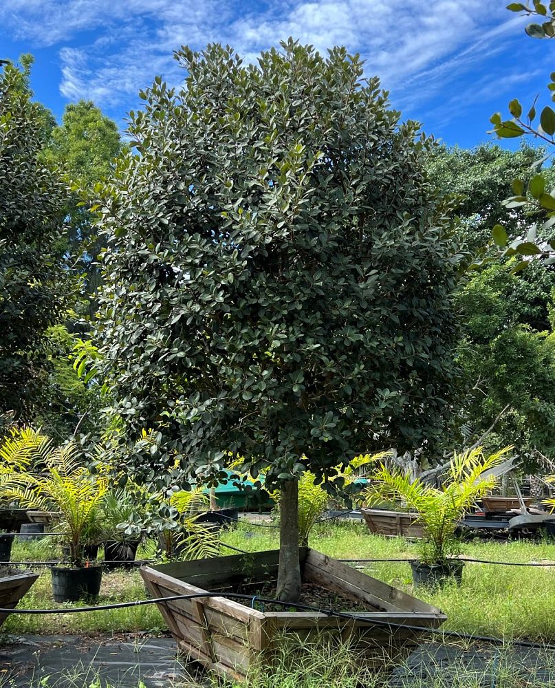 ficus-rubiginosa-little-leaf-fig-rusty-fig-port-jackson-fig