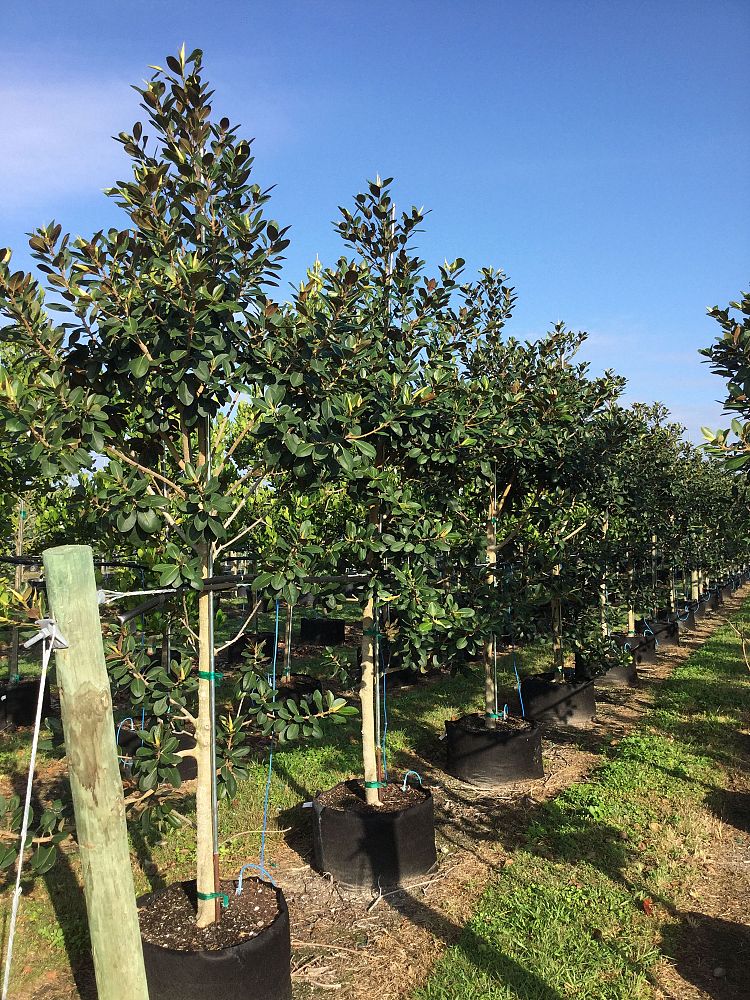 ficus-rubiginosa-little-leaf-fig-rusty-fig-port-jackson-fig
