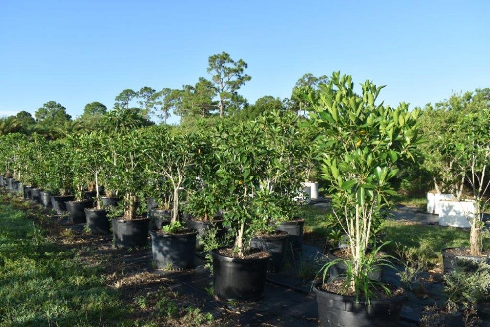 ficus-rubiginosa-little-leaf-fig-rusty-fig-port-jackson-fig