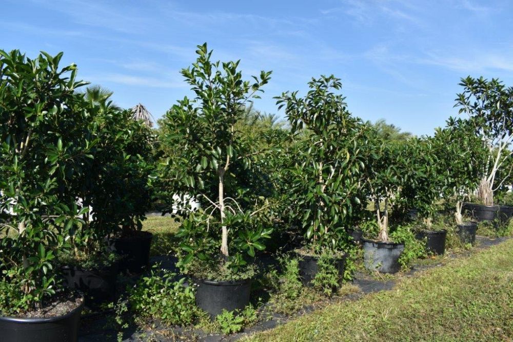 ficus-rubiginosa-little-leaf-fig-rusty-fig-port-jackson-fig