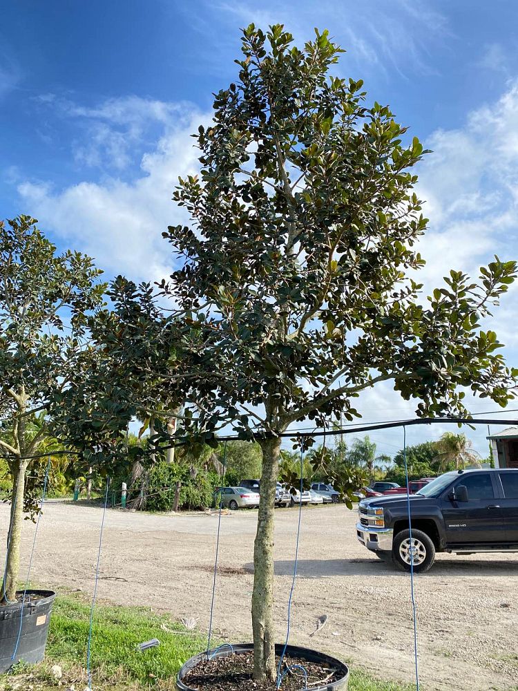 ficus-rubiginosa-little-leaf-fig-rusty-fig-port-jackson-fig