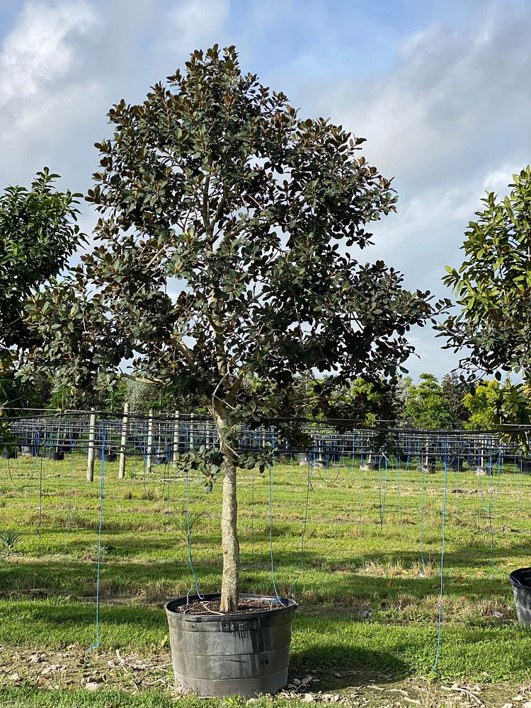 ficus-rubiginosa-little-leaf-fig-rusty-fig-port-jackson-fig