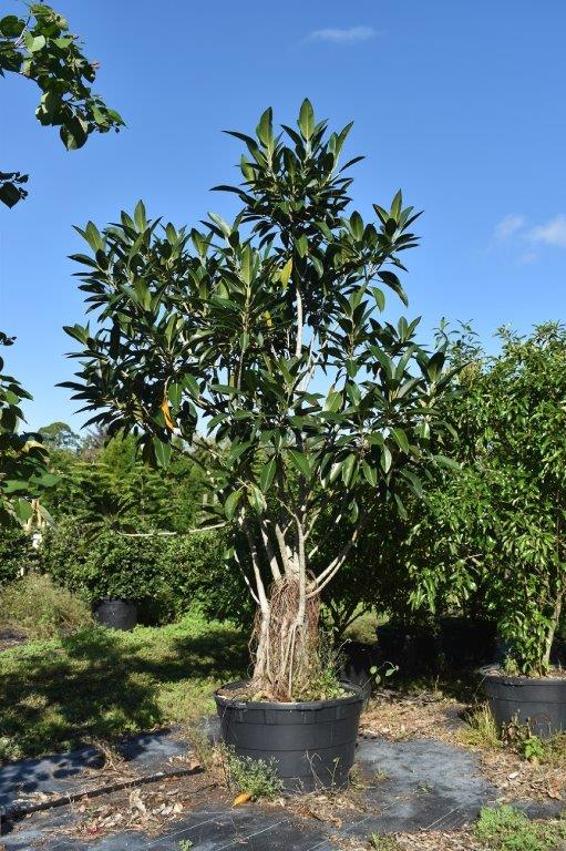 ficus-rubiginosa-little-leaf-fig-rusty-fig-port-jackson-fig