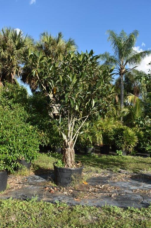 ficus-rubiginosa-little-leaf-fig-rusty-fig-port-jackson-fig