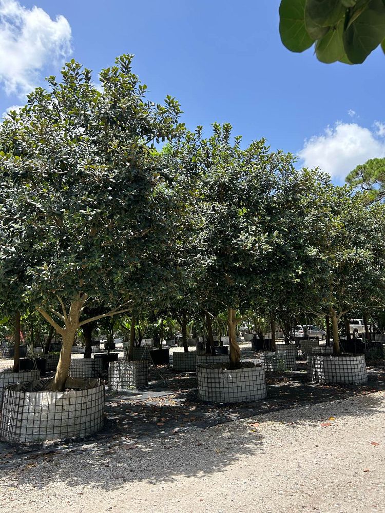 ficus-rubiginosa-little-leaf-fig-rusty-fig-port-jackson-fig