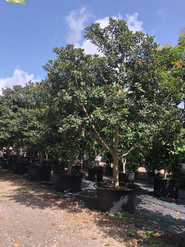 ficus-rubiginosa-little-leaf-fig-rusty-fig-port-jackson-fig