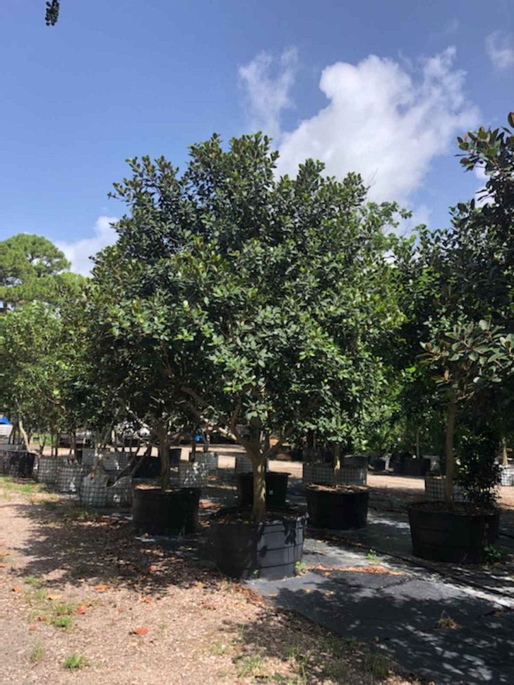 ficus-rubiginosa-little-leaf-fig-rusty-fig-port-jackson-fig