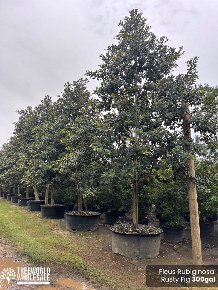 ficus-rubiginosa-little-leaf-fig-rusty-fig-port-jackson-fig