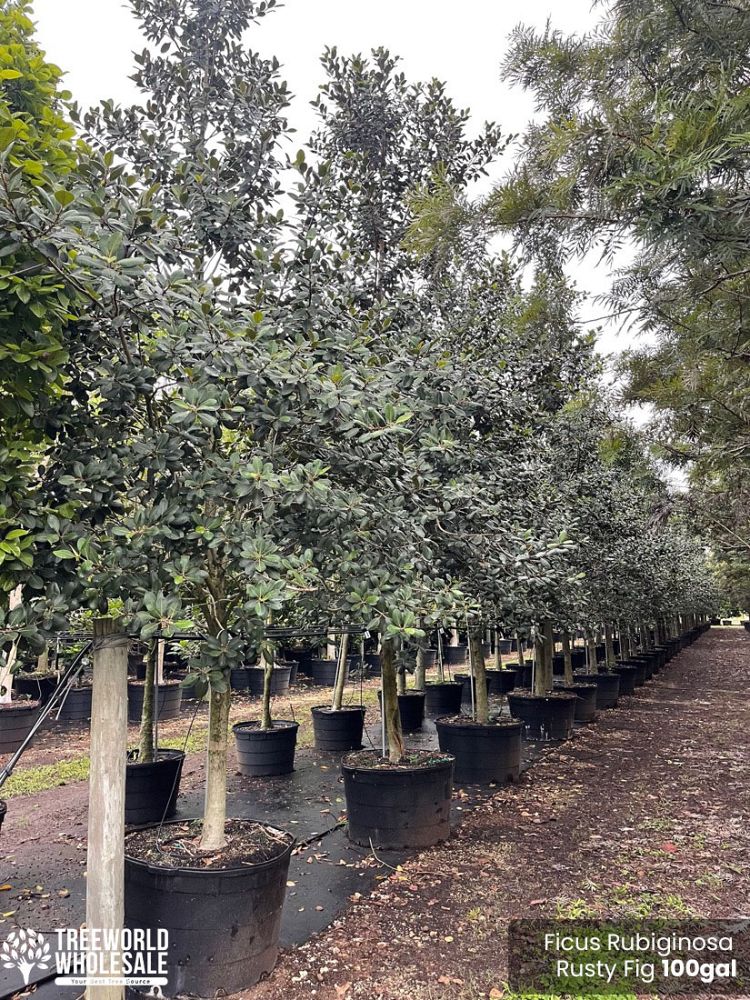 ficus-rubiginosa-little-leaf-fig-rusty-fig-port-jackson-fig