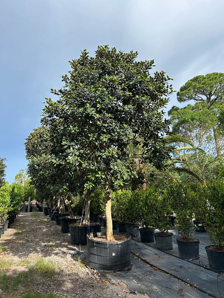 ficus-rubiginosa-little-leaf-fig-rusty-fig-port-jackson-fig