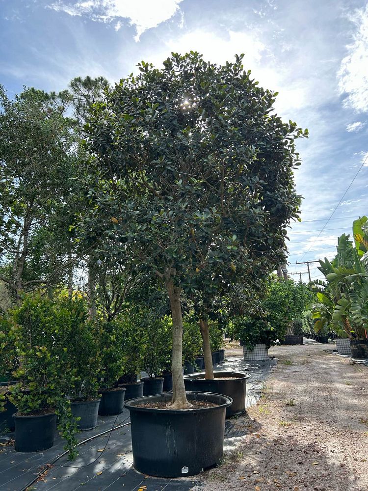 ficus-rubiginosa-little-leaf-fig-rusty-fig-port-jackson-fig