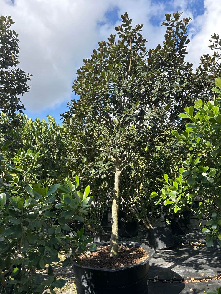 ficus-rubiginosa-little-leaf-fig-rusty-fig-port-jackson-fig