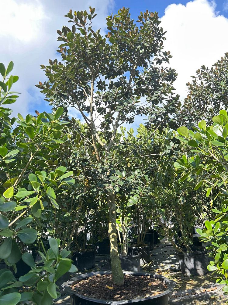 ficus-rubiginosa-little-leaf-fig-rusty-fig-port-jackson-fig