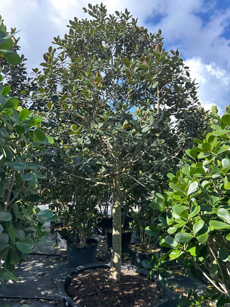 ficus-rubiginosa-little-leaf-fig-rusty-fig-port-jackson-fig