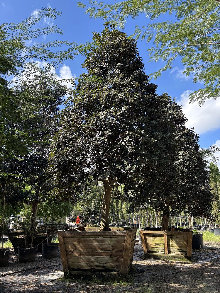 ficus-rubiginosa-little-leaf-fig-rusty-fig-port-jackson-fig