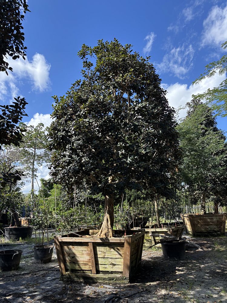 ficus-rubiginosa-little-leaf-fig-rusty-fig-port-jackson-fig