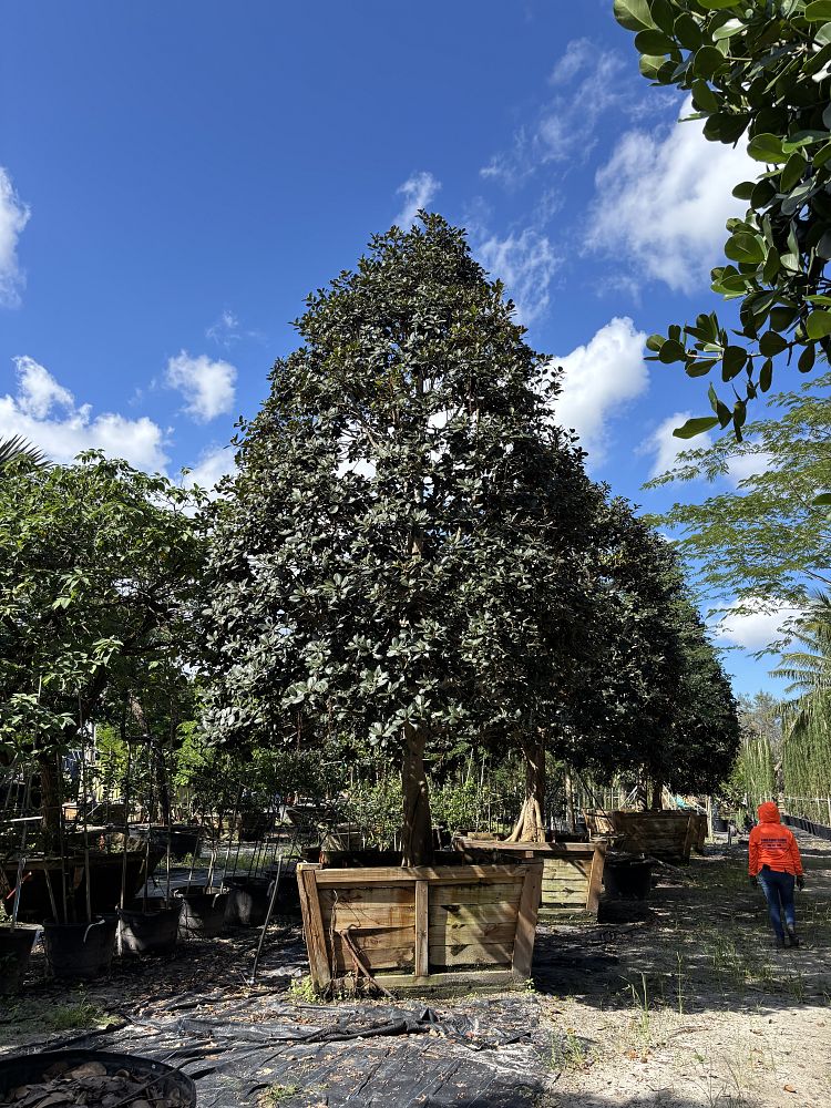 ficus-rubiginosa-little-leaf-fig-rusty-fig-port-jackson-fig