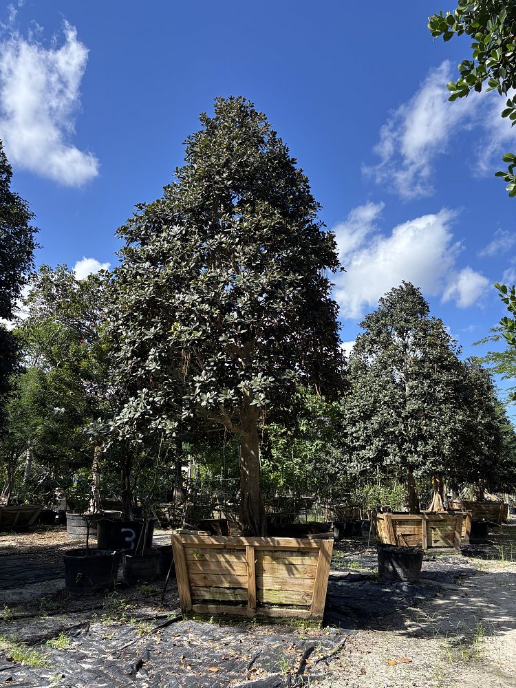 ficus-rubiginosa-little-leaf-fig-rusty-fig-port-jackson-fig