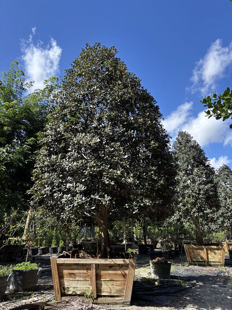 ficus-rubiginosa-little-leaf-fig-rusty-fig-port-jackson-fig