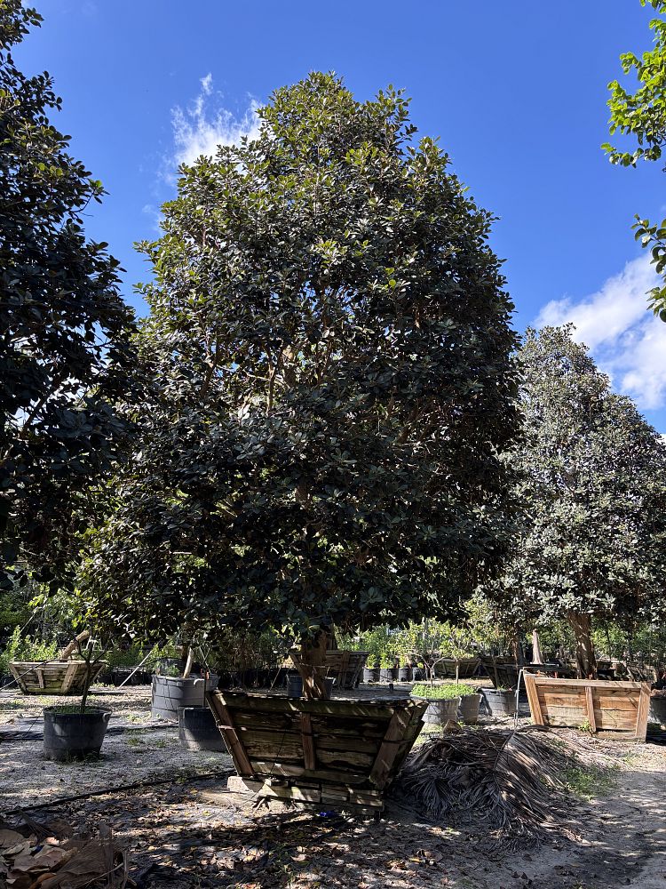 ficus-rubiginosa-little-leaf-fig-rusty-fig-port-jackson-fig