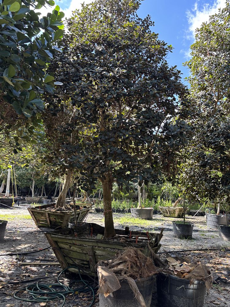 ficus-rubiginosa-little-leaf-fig-rusty-fig-port-jackson-fig