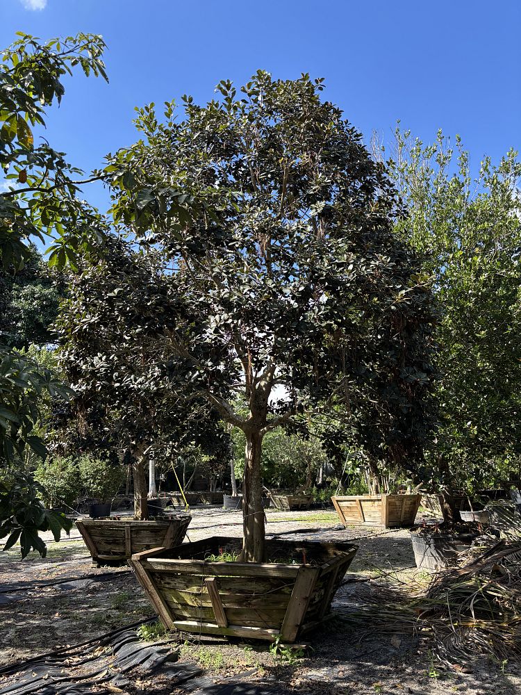 ficus-rubiginosa-little-leaf-fig-rusty-fig-port-jackson-fig