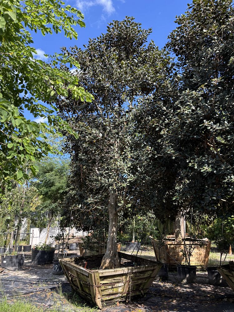 ficus-rubiginosa-little-leaf-fig-rusty-fig-port-jackson-fig