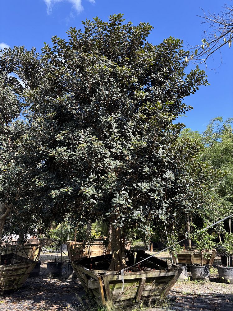 ficus-rubiginosa-little-leaf-fig-rusty-fig-port-jackson-fig