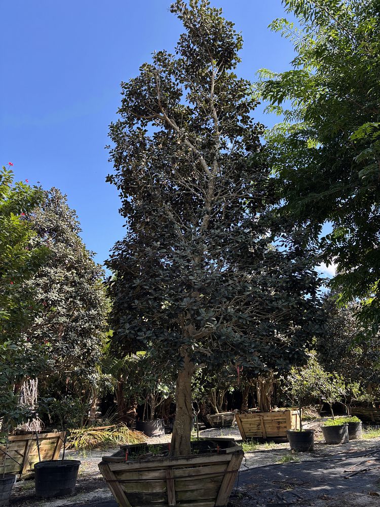 ficus-rubiginosa-little-leaf-fig-rusty-fig-port-jackson-fig