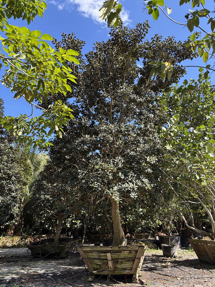 ficus-rubiginosa-little-leaf-fig-rusty-fig-port-jackson-fig