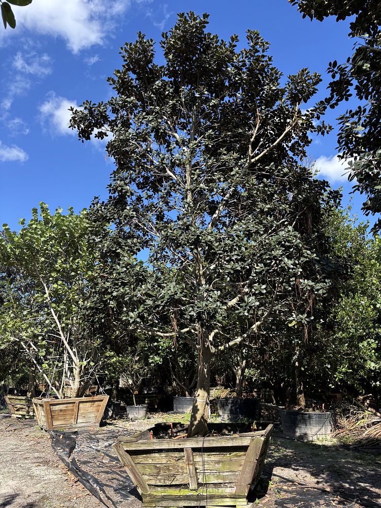 ficus-rubiginosa-little-leaf-fig-rusty-fig-port-jackson-fig