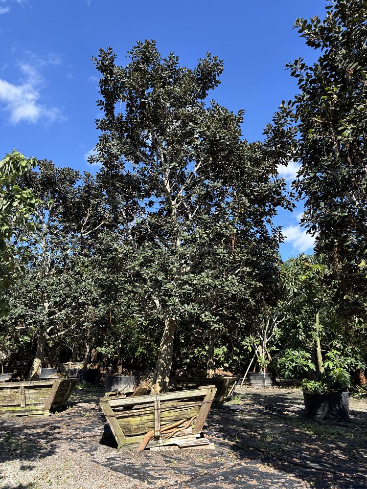 ficus-rubiginosa-little-leaf-fig-rusty-fig-port-jackson-fig